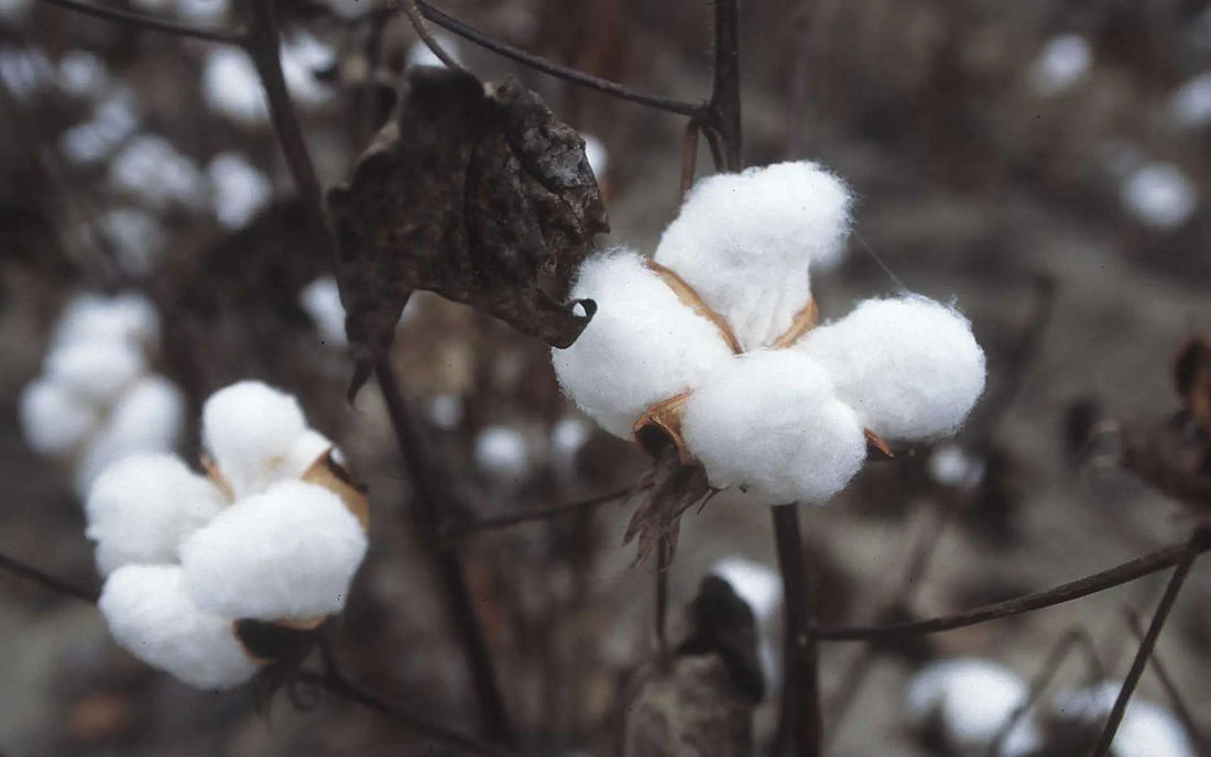 Fleur de coton bio en gros plan, matière naturelle pour un textile respectueux.