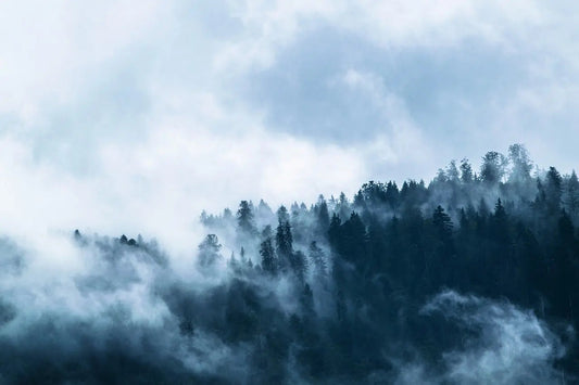 Forêt dense recouverte de brume, symbole de nature sauvage et de reforestation.
